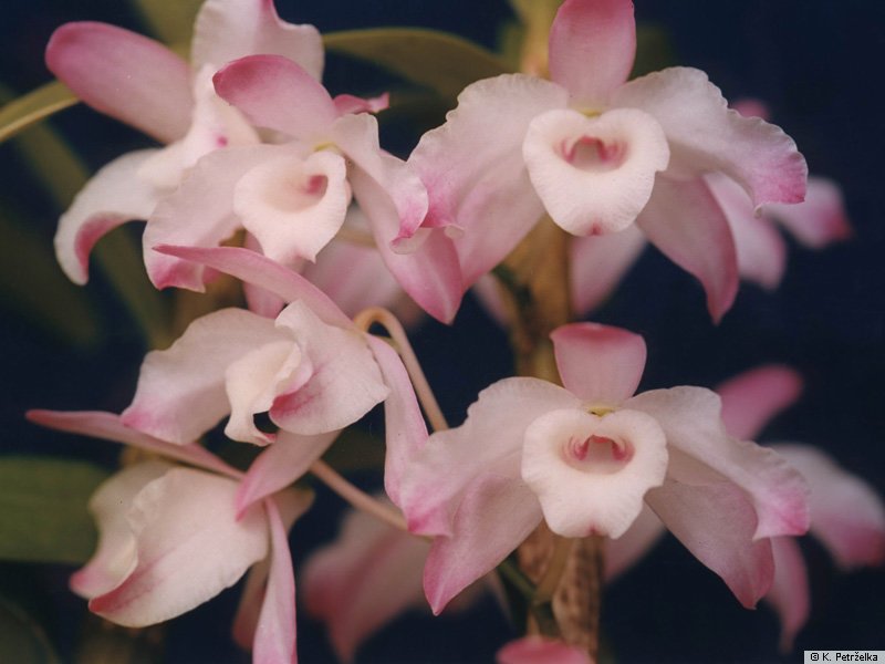 Dendrobium Nobile Lindl